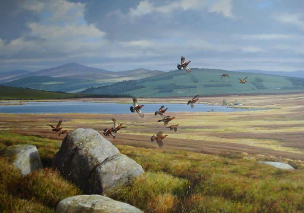 A Covey of Red Grouse Alighting - R McPhail - Oil on Canvas