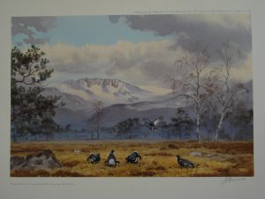 Black Grouse by John Cyril Harrison