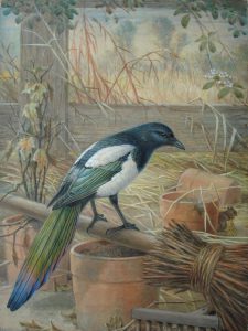 Magpie and Mouse John Gerrard Keulemans