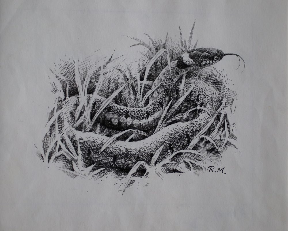 Grass Snake - Rodger McPhail - Pen and Ink