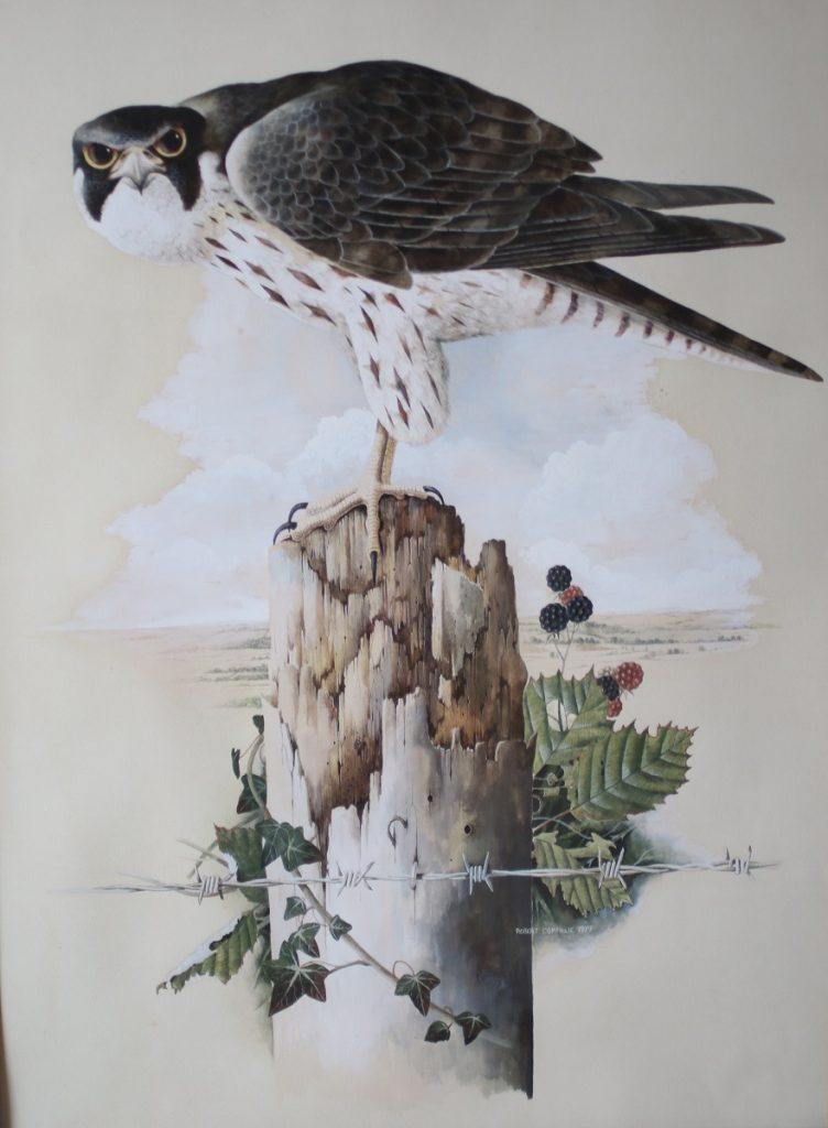 Peregrine Robert Coppillie Bird Art | British Sporting Art British ...