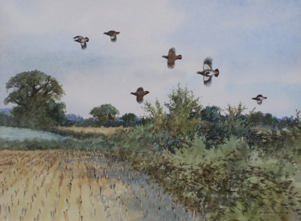 Partridges Norfolk Broads,Colin Burns British Sporting Art