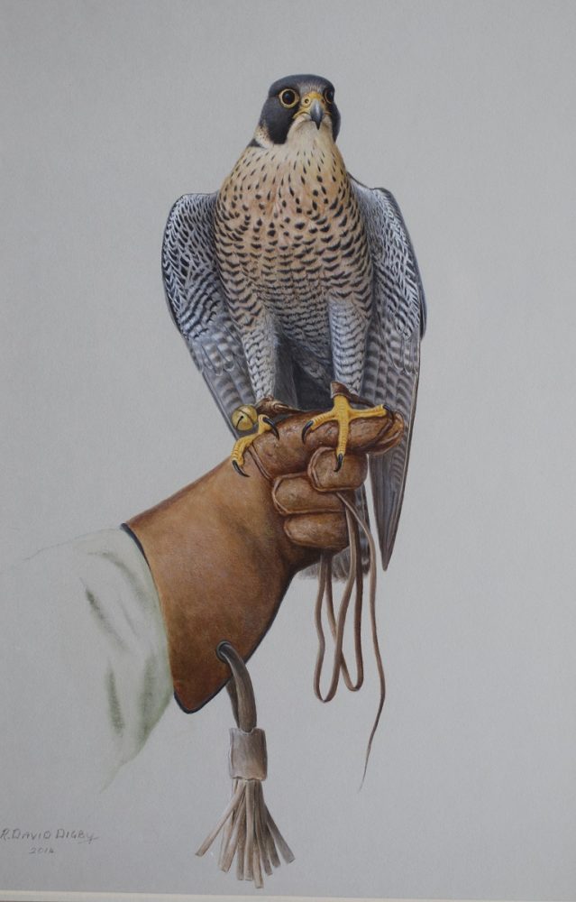 Peregrine on Glove Ron Digby - Watercolour
