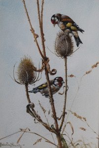 Gold Finches