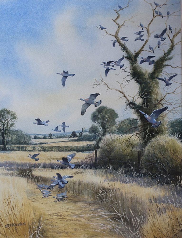 Pigeon on Laid Corn - Simon Trinder - Watercolour