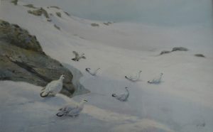Ptarmigan on Snowy Slope in Scotland