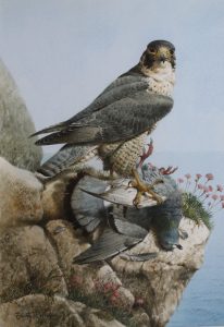 Peregrine with Rock Dove Edwin Penny