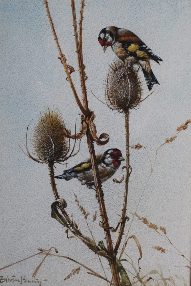 Goldfinches - Edwin Penny - Watercolour