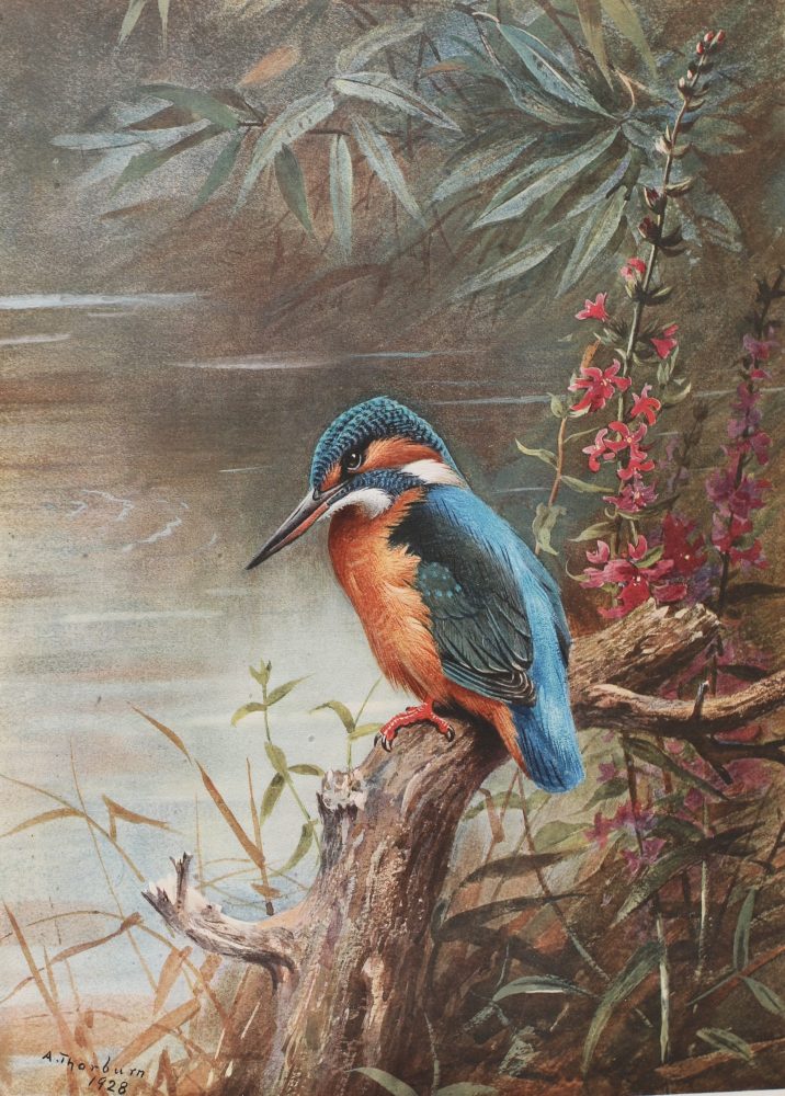 Kingfisher on the Lookout