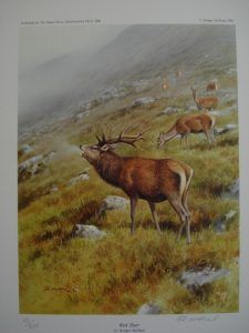 Deer Limited Edition Print Rodger McPhail