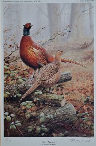 Pheasants - Rodger McPhail