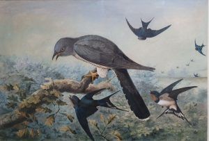 John Gerrard Keulemans - Mobbing the Cuckoo
