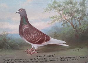 Andrew Beer - Pigeon Lord Kitchener