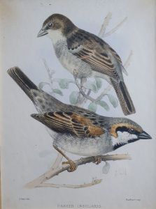Isle of Socotra Sparrow - John Gerrard Keulemans