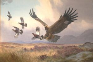 Golden Eagle hunting Red Grouse - John C Harrison