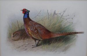Cock & Hen Pheasant - Archibald Thorburn